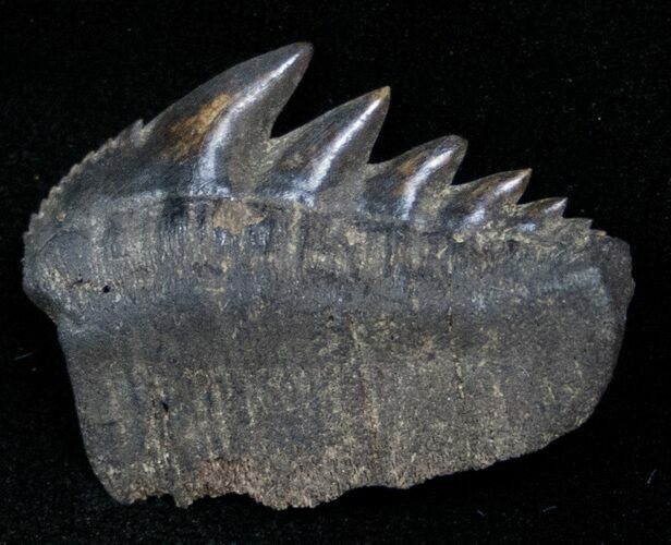 Fossil Cow Shark (Notorynchus) Tooth - South Carolina #12957